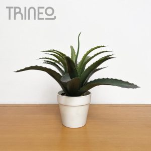 Aloe (25cm alto total) Maceta plástico blanca